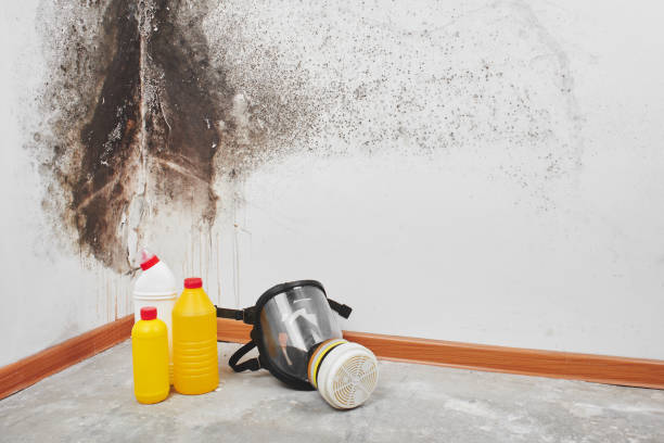 Attic Mold Removal in Babson Park, FL