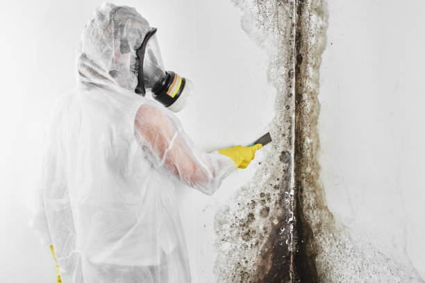 Best Mold Damage Repair  in Babson Park, FL
