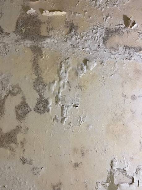 Best Black Mold Removal  in Babson Park, FL